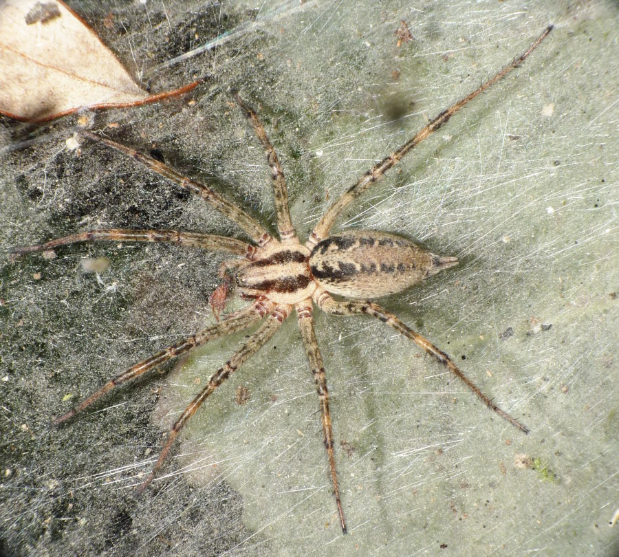 Agelena sp.